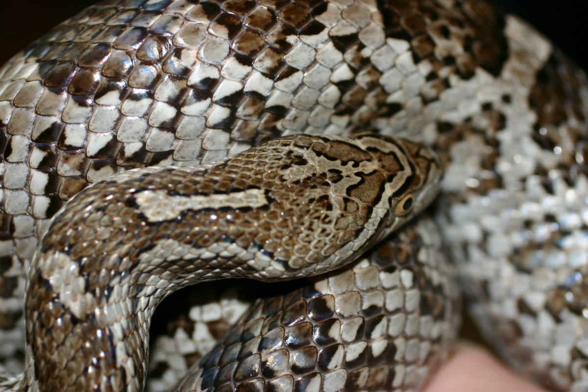 Large Female Meahllmorum / S. Corpus